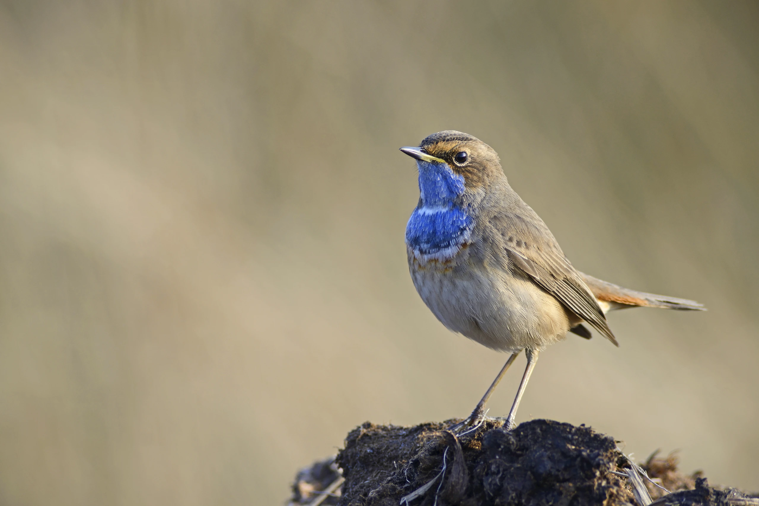 INP_Blaukehlchen_ErhardNerger_EN141166a.JPG