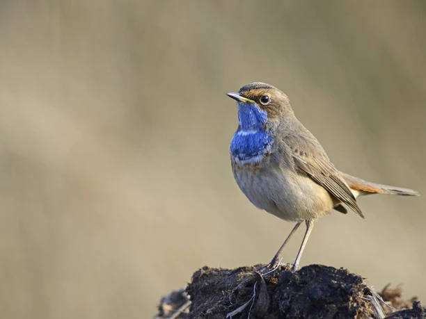 INP_Blaukehlchen_ErhardNerger_EN141166a.JPG