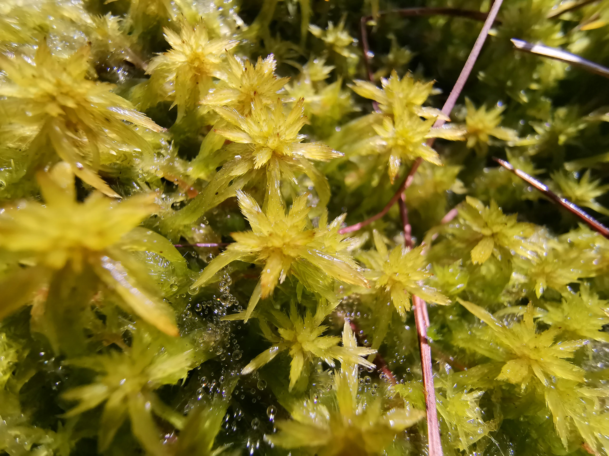 Torfmoos_Veenmos_Sphagnum_©BvdH_IMG_20190515_132457.jpg