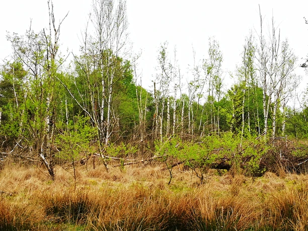 Moorbirken_Tausenschrittmoor_SilkeHirndorf.jpg