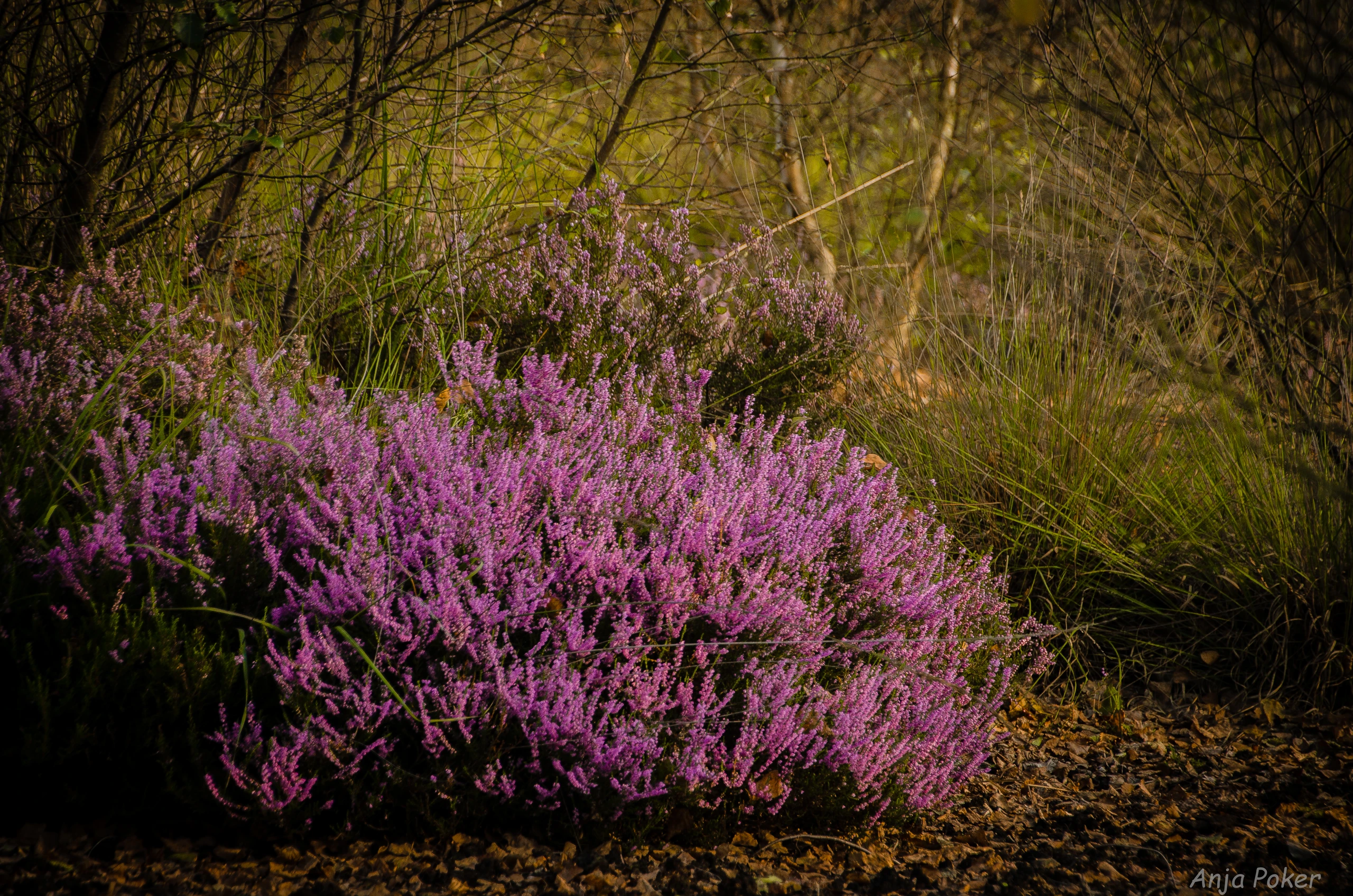 20140912-DSC_0120.jpg