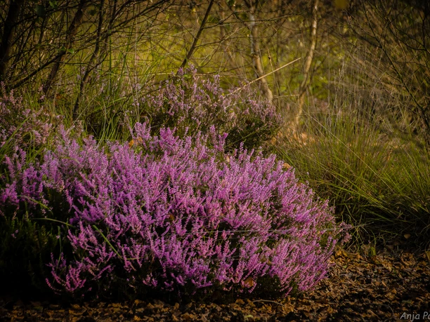 20140912-DSC_0120.jpg