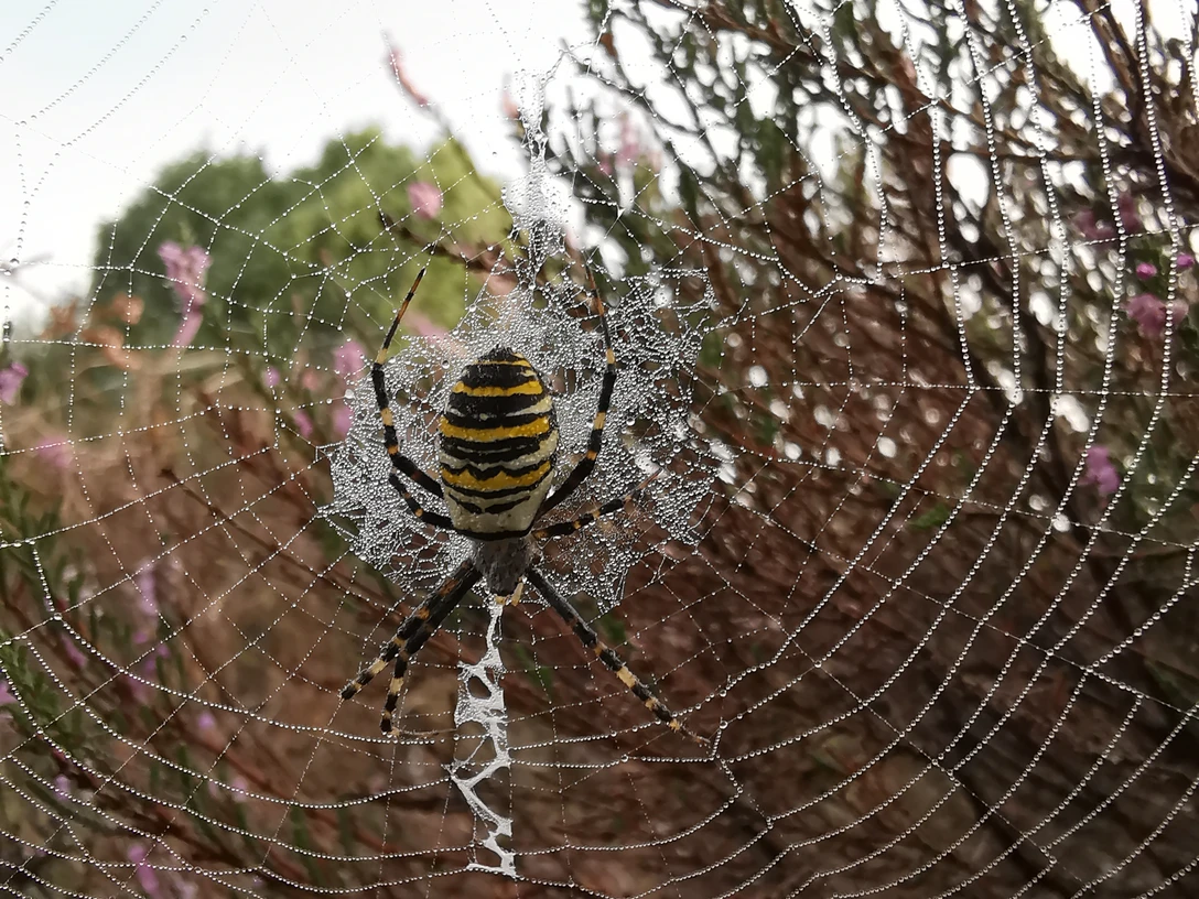 Insekten_Tigerspinne_Tijgerspin_©BvdH_IMG_20190830_082258.jpg