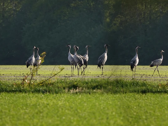 Kranich_Kraanvogel_Grus grus_©BvdH_DSC03524 1.jpg