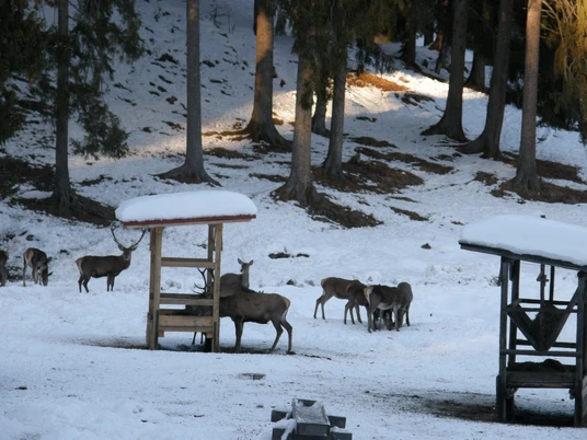 Wildtierfütterung© GaPa Tourismus GmbH