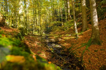 Firnsbachtal