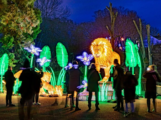 China Lights im Kölner Zoo Leuchtende Tierfiguren und Figuren in prächtigen Farben bei China Lights im Kölner Zoo.