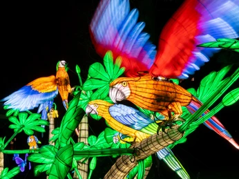 China Lights im Kölner Zoo Ein leuchtendes, buntes Exponat zeigt Papageien in lebendigen Farben vor einem dunklen Hintergrund.A bright, colorful exhibit shows parrots in vivid colors against a dark background.