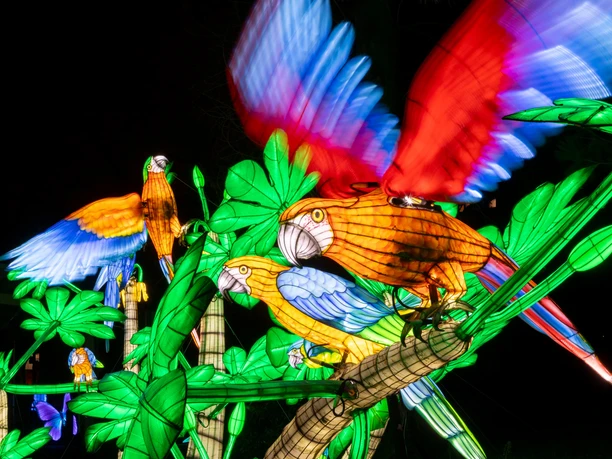 China Lights im Kölner Zoo Ein leuchtendes, buntes Exponat zeigt Papageien in lebendigen Farben vor einem dunklen Hintergrund.
