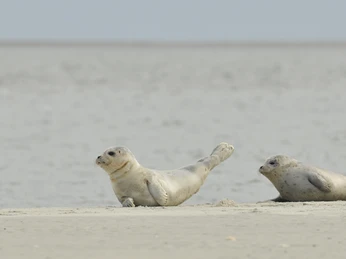 Seehunde auf der Kachelotplate Seehunde auf der KachelotplateSeals on the KachelotplateForseglinger på kachelotpladenZeehonden op de Kachelotplaat