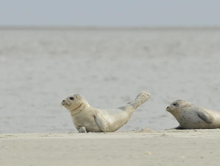 Seehunde auf der Kachelotplate Seehunde auf der KachelotplateSeals on the KachelotplateForseglinger på kachelotpladenZeehonden op de Kachelotplaat
