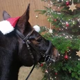 Neutral Bild Pferd mit Weihnachtsmütze u. Baum 1 CR Yvonne Hagenah