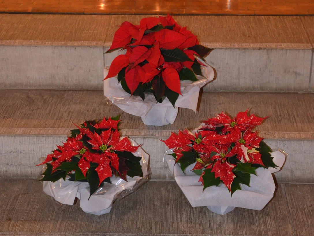 Weihnachten (3)_HD.JPG