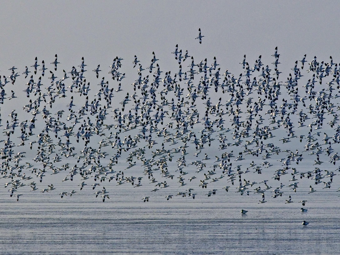 Ein Schwarm Säbelschnäbler Ein Schwarm SäbelschnäblerA flock of avocetsEn flok avoceterEen zwerm kluten
