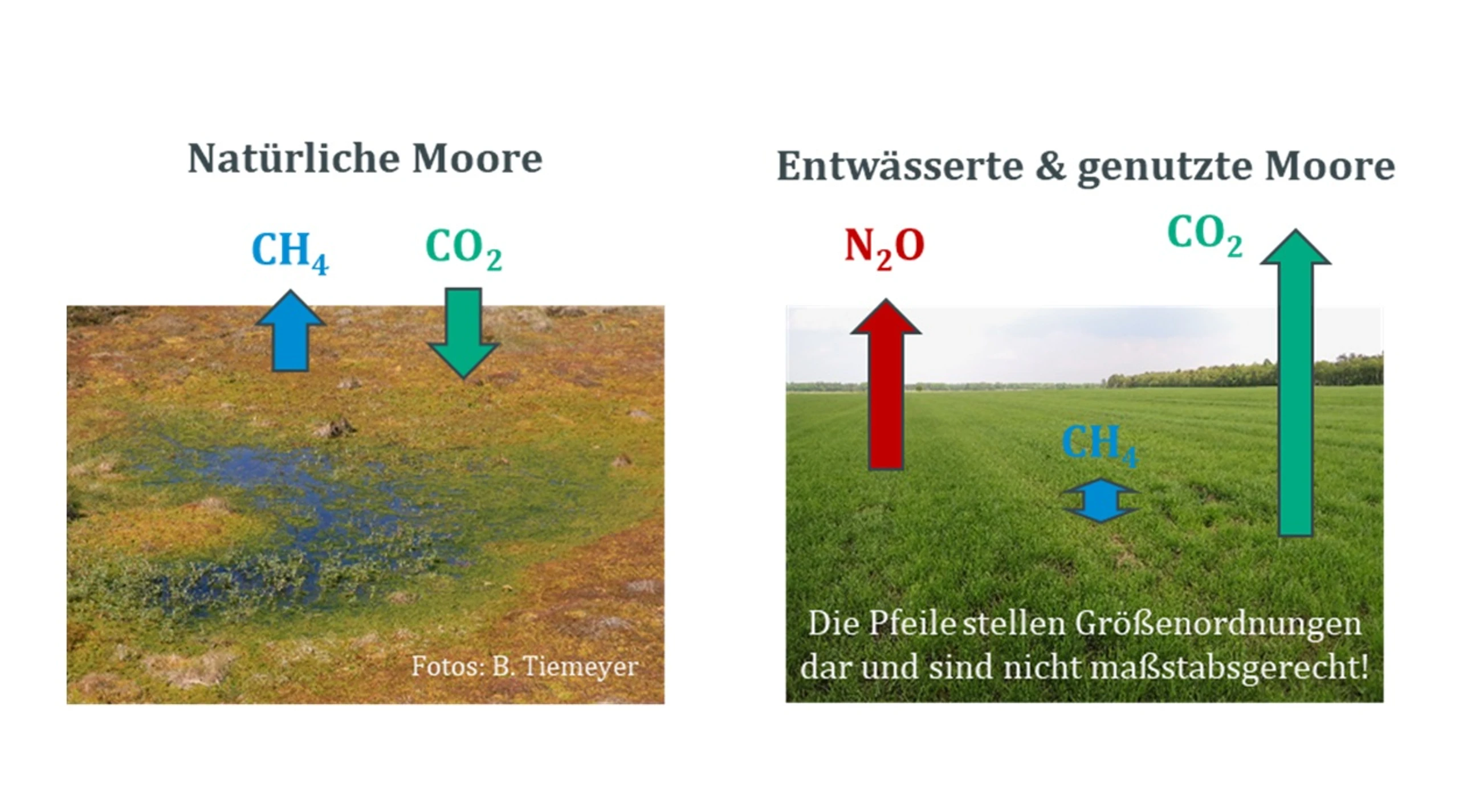NatuerlicheMooreentwaesserteMooreAbb1_BlogSilkeHirndorf.jpg