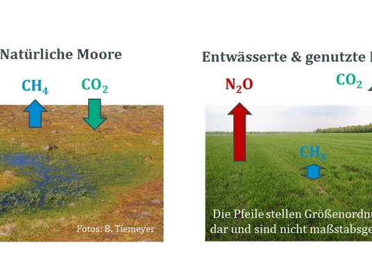 NatuerlicheMooreentwaesserteMooreAbb1_BlogSilkeHirndorf.jpg