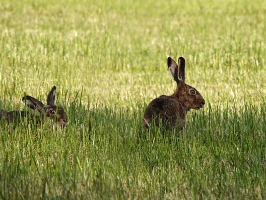 Feldhase_Haas_Lepus europaeus_©BvdH_DSC03424.JPG