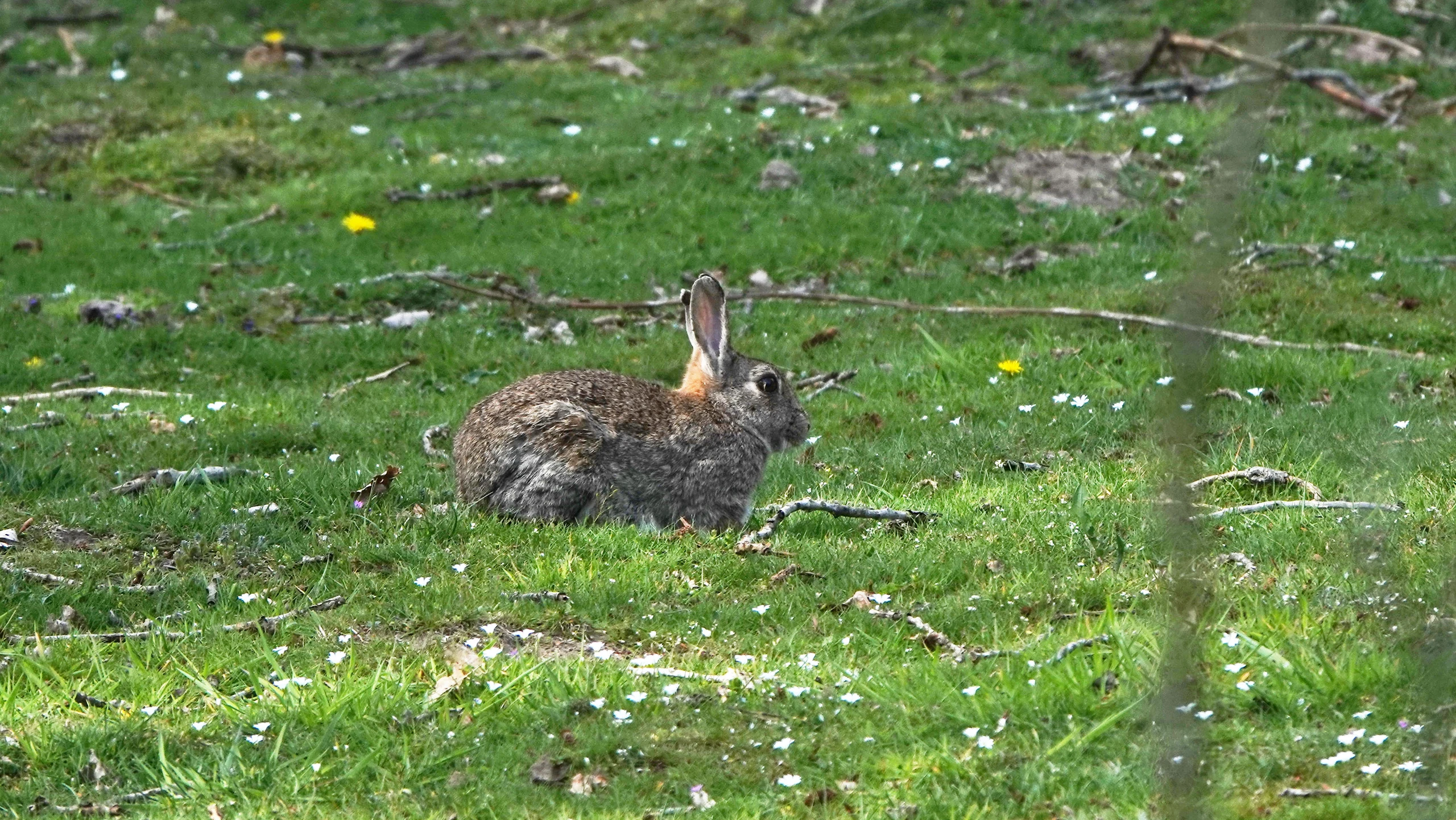 Wildkaninchen_Konijn_Oryctolagus cuniculus_©BvdH_DSC03155.JPG