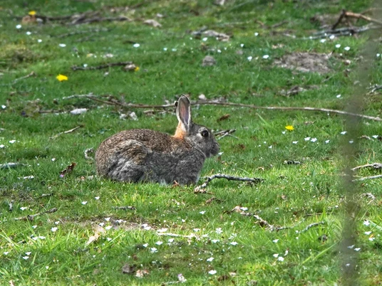 Wildkaninchen_Konijn_Oryctolagus cuniculus_©BvdH_DSC03155.JPG