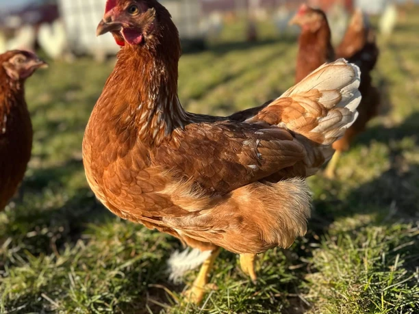 glückliches Huhn