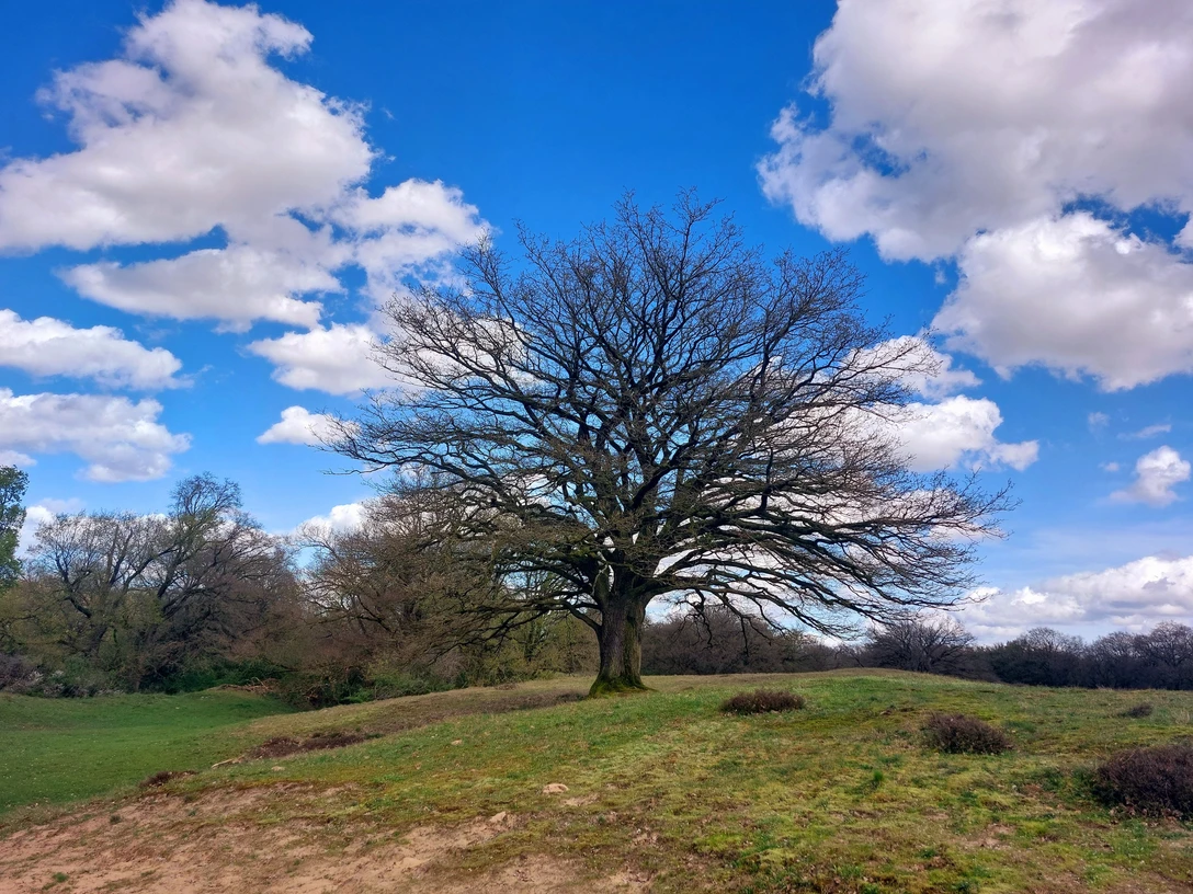 Naturschutzgebiet Borkener Paradies, Meppen ©Emsland Tourismus GmbH.jpg
