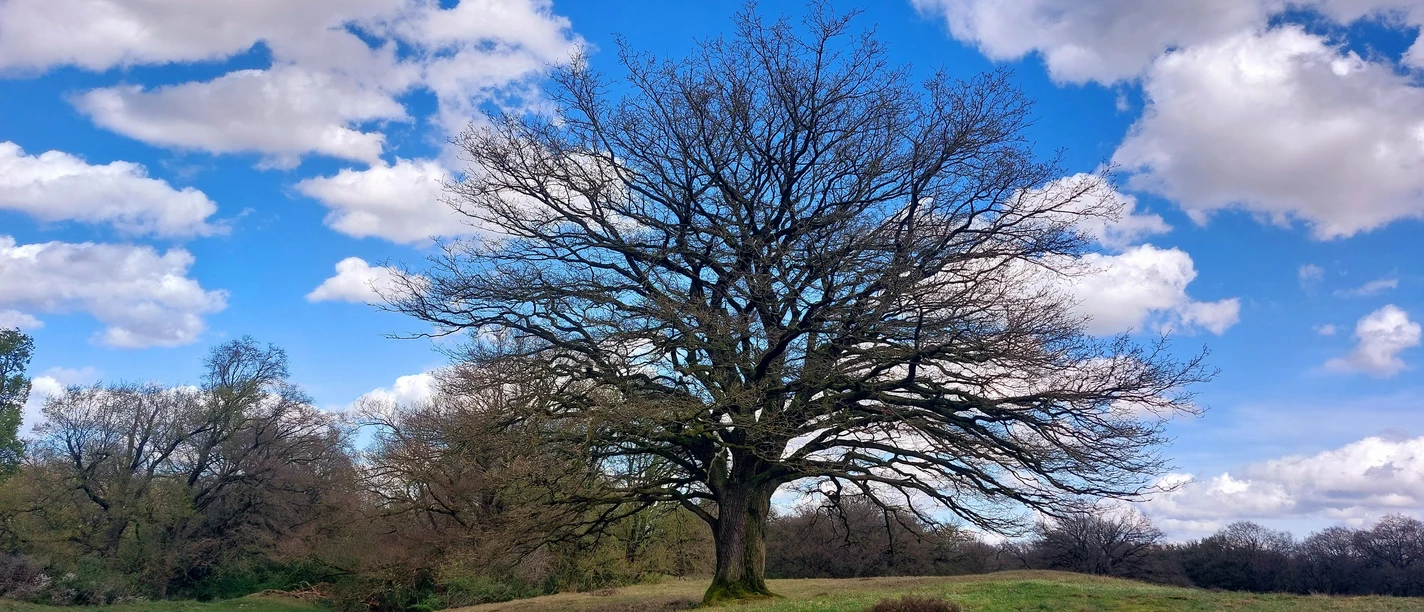 Naturschutzgebiet Borkener Paradies, Meppen ©Emsland Tourismus GmbH.jpg