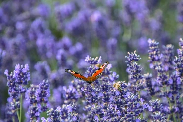 Schmetterling und Biene im Lavendelfeld Butterfly and bee in the lavender field