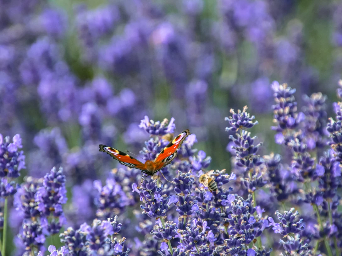 Schmetterling und Biene im Lavendelfeld Schmetterling und Biene im Lavendelfeld