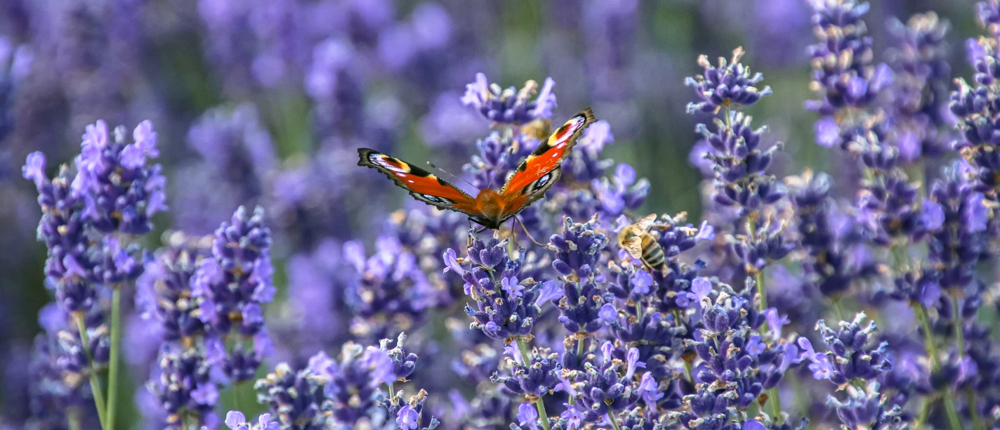 Schmetterling und Biene im Lavendelfeld Butterfly and bee in the lavender field