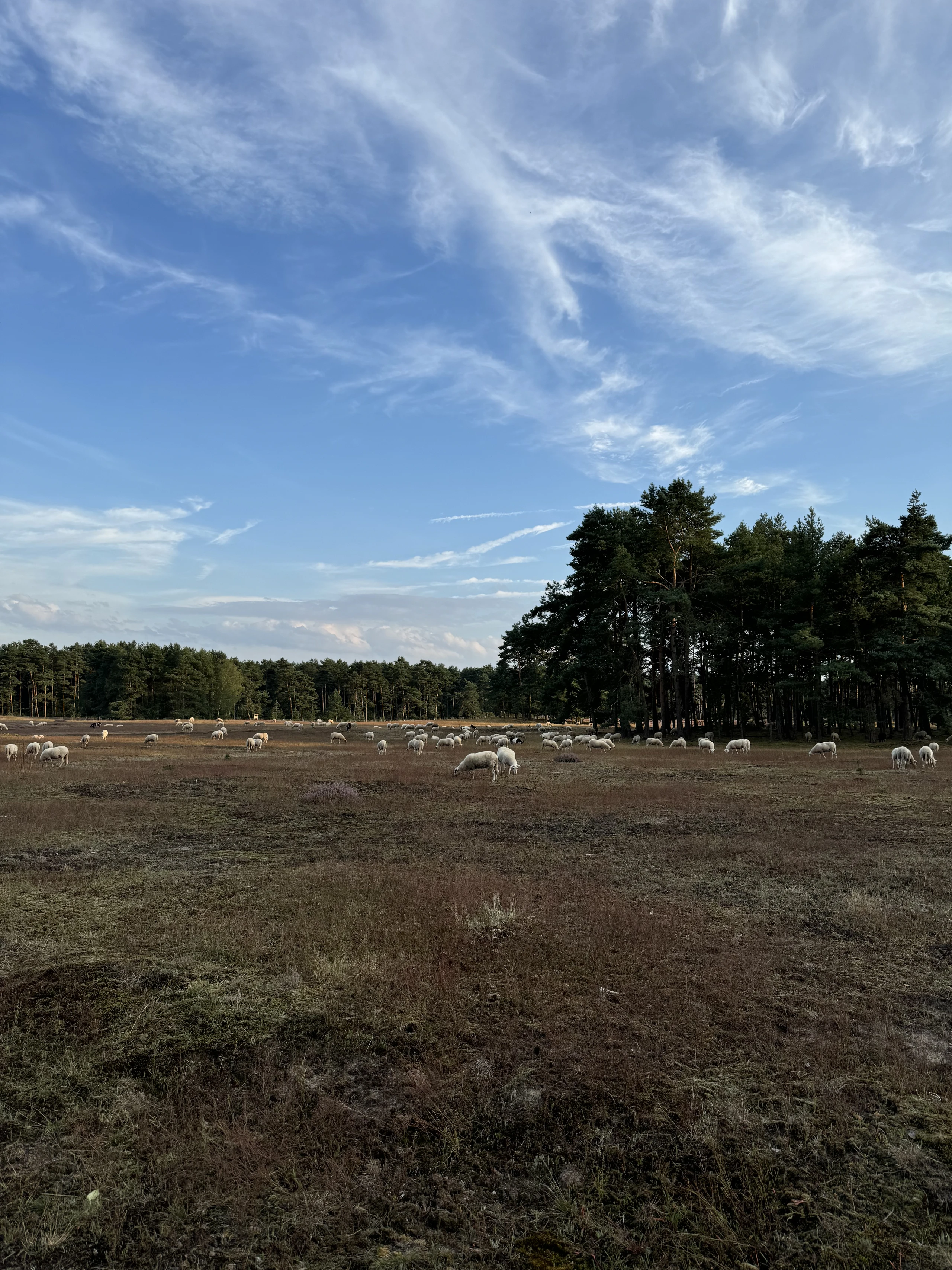 Die Offenhaltung der Heideflächen wird durch Schafe und Ziegen gewährleistet.jpeg
