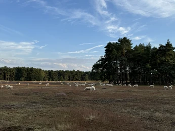 Die Offenhaltung der Heideflächen wird durch Schafe und Ziegen gewährleistet.jpeg