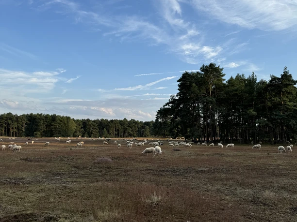 Die Offenhaltung der Heideflächen wird durch Schafe und Ziegen gewährleistet.jpeg