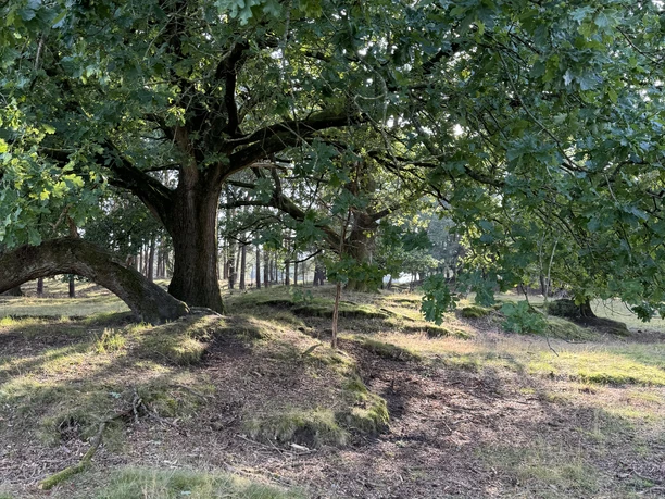 Alte Huteeichen verbreiten wunderschöne Lichtspiele in der Abendsonne.jpeg