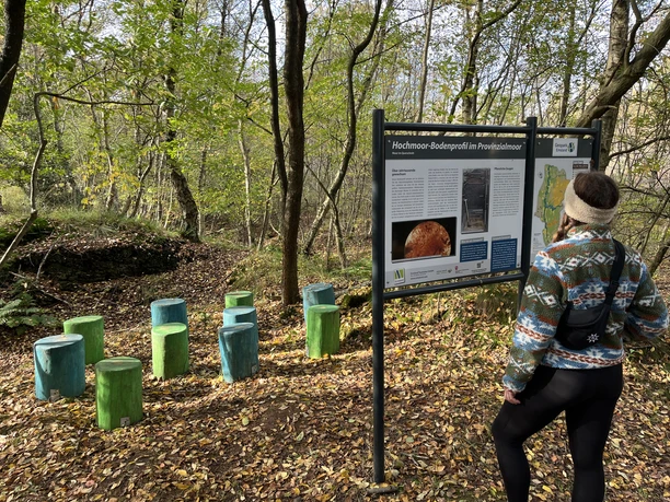 Das Draußenklassenzimmer am Hochmoorbodenprofil..jpeg Eine Person liest eine Infotafel zum Hochmoorbodenprofil, umgeben von bunten Holzsitzen im Wald.