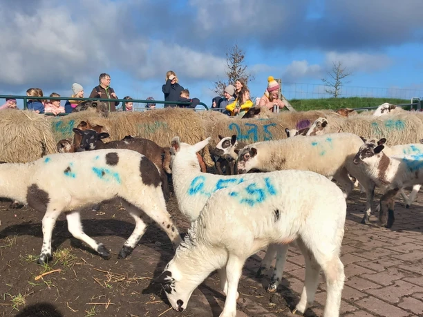 10.04.24_Gebrüder_Grimm_Schule_Osterbrock_Schafstall_Bargerveen (33).jpg
