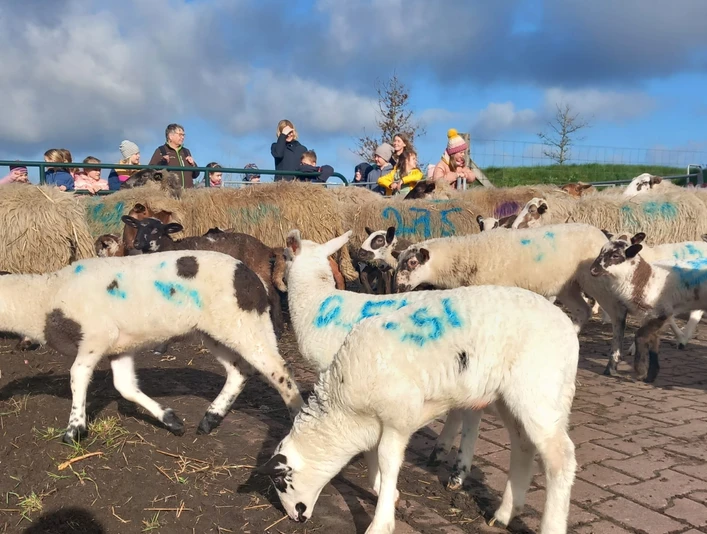 10.04.24_Gebrüder_Grimm_Schule_Osterbrock_Schafstall_Bargerveen (33).jpg