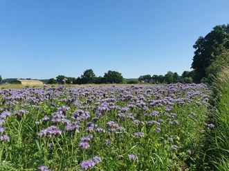 Bienenweide©Mareike Bodendieck (1).jpg Blumenwiese