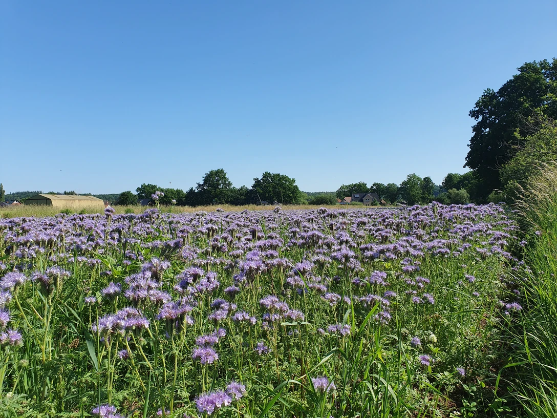 Bienenweide©Mareike Bodendieck (1).jpg BlumenwieseFlower meadow
