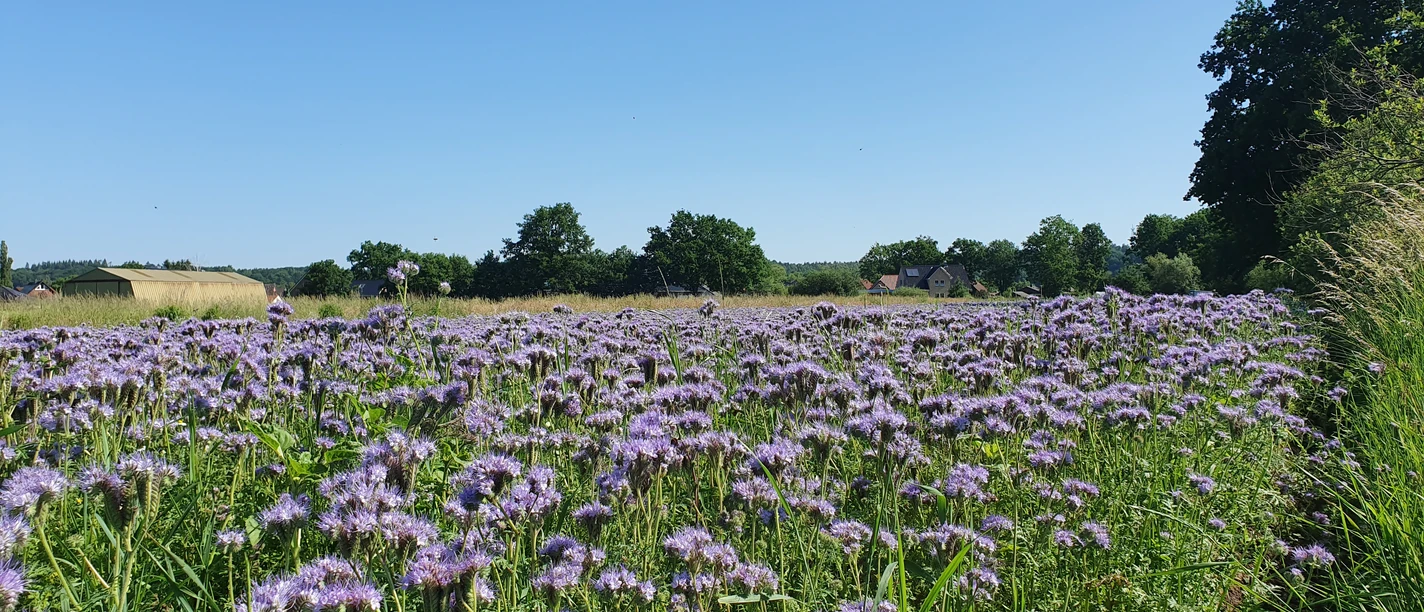 Bienenweide©Mareike Bodendieck (1).jpg Blumenwiese
