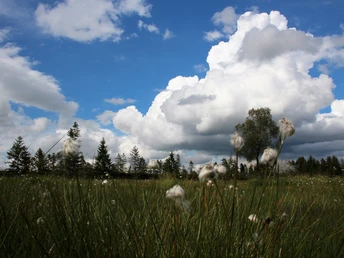 Das wunderschöne Moor im Mettelimoos