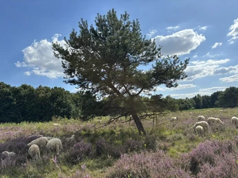 Das Außengelände des Emsland Moormuseums.JPEG