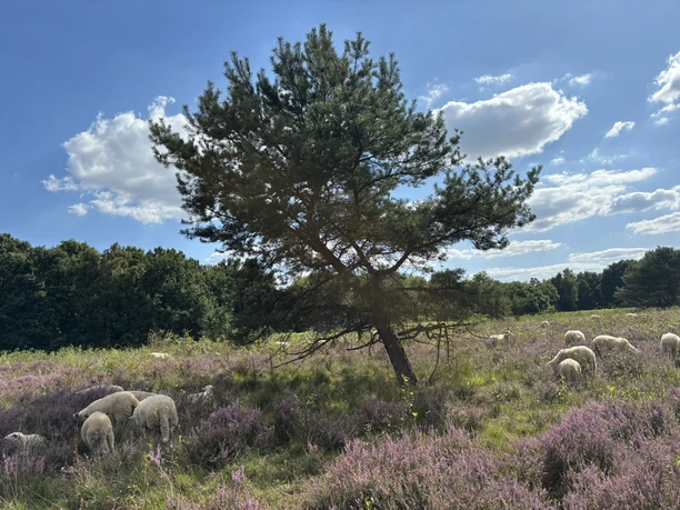 Das Außengelände des Emsland Moormuseums.JPEG Blühende Heidelandschaft mit grasenden Schafen unter einem schräg gewachsenen Baum bei Sonnenschein.