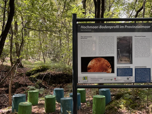Im Draußenklassenzimmer vor dem Hochmoorbodenprofil..JPEG Infotafel zum Hochmoorbodenprofil mit bunten Holzsitzen im schattigen Wald des Naturparks.