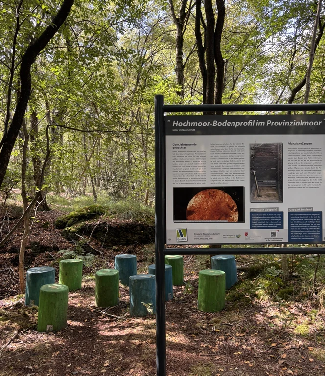 Infotafel zum Hochmoorbodenprofil mit bunten Holzsitzen im schattigen Wald des Naturparks.