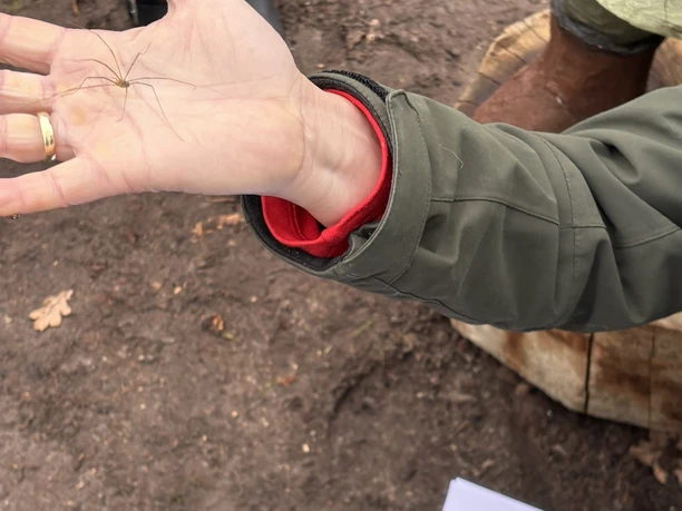Passend zur Begrüßung vom Moorentdecker hat dieser einen Weberknecht dabei.JPEG Eine Hand hält vorsichtig einen Weberknecht, daneben liegt ein Blatt mit dem Schriftzug Moorentdecker.