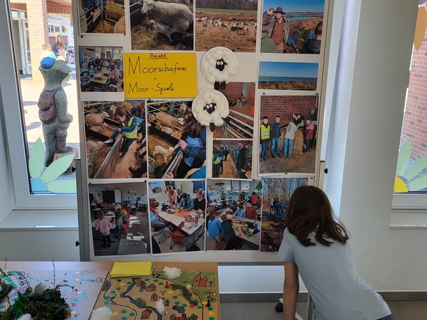 Das Moor spielerisch entdecken.jpg Kind betrachtet Ausstellungstafel mit Fotos zum Schulprojekt über Moorschafe und Umweltbildung.