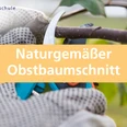 Naturgemäßer Obstbaumschnitt