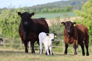 Bio Galloways Wispertal