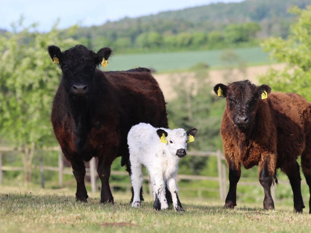 Bio Galloways Wispertal