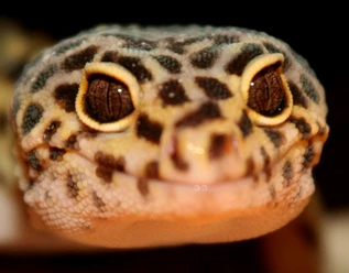 reptilien